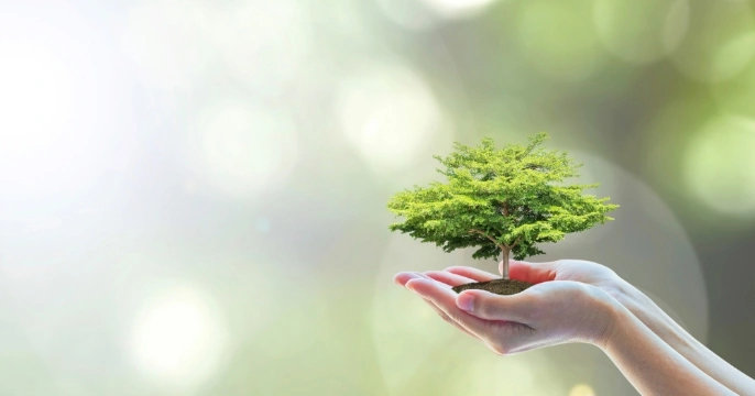 手のひらに木を乗せて優しく包み込んでいるイメージ